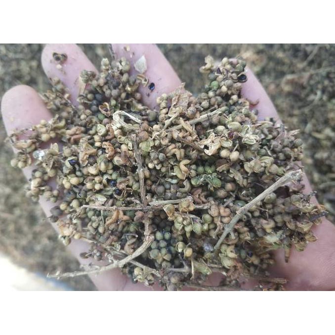 O0# 300 Gr Biji Benih Pohon Cendana Wangi Ntt Dm19