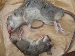 Racun Tikus Ramtus Asli Alami Mati Kering Tidak Bau Pembasmi Pengusir Tikus Super Paling Ampuh 5pack