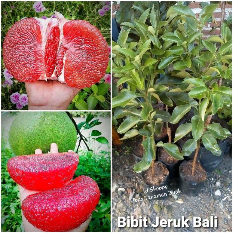 Bibit Jeruk Bali