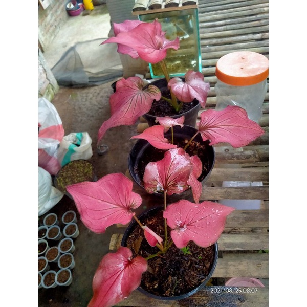 keladi infiniti Bangkok anakan