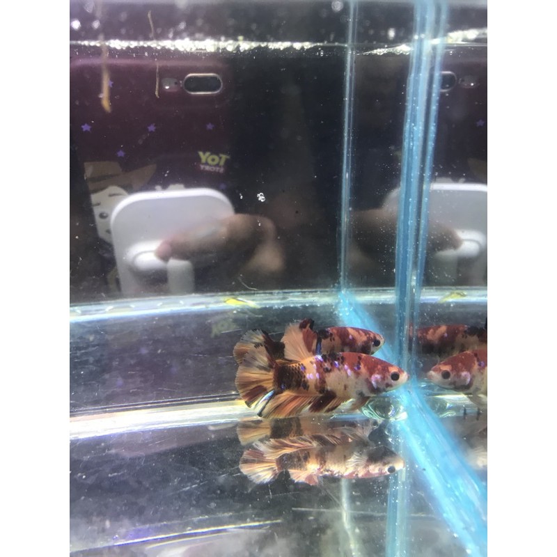 IKAN CUPANG NEMO GALAXY