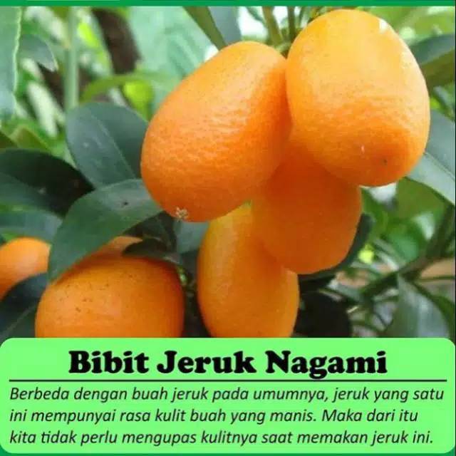 Bibit Jeruk Nagami