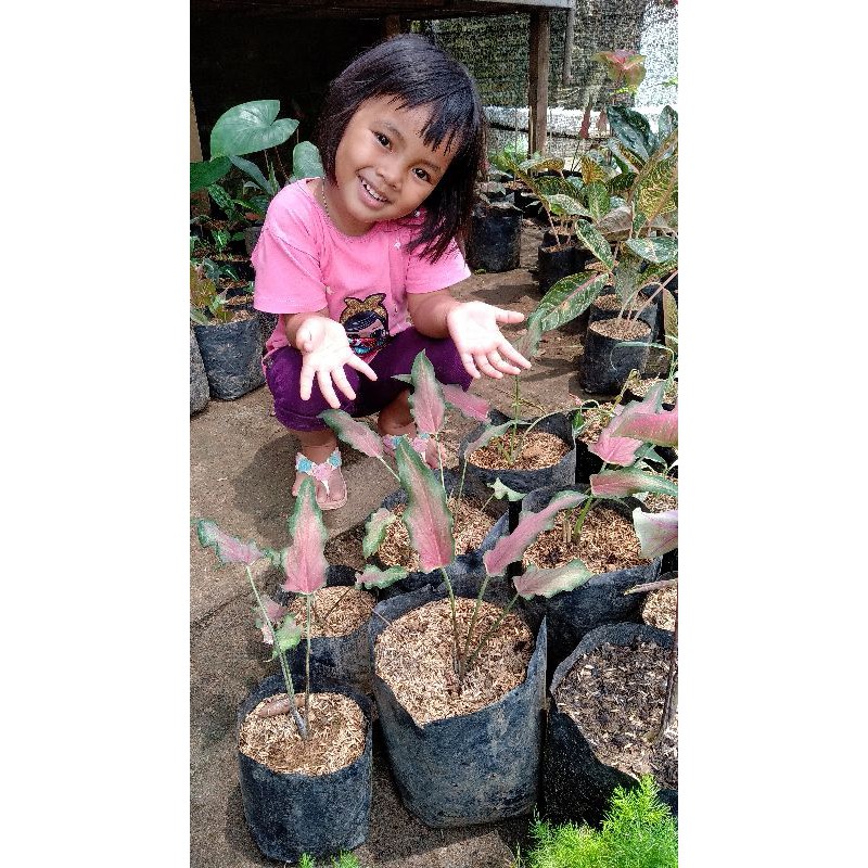 Caladium Keris Keladi Keris No Umbi Shopee Indonesia