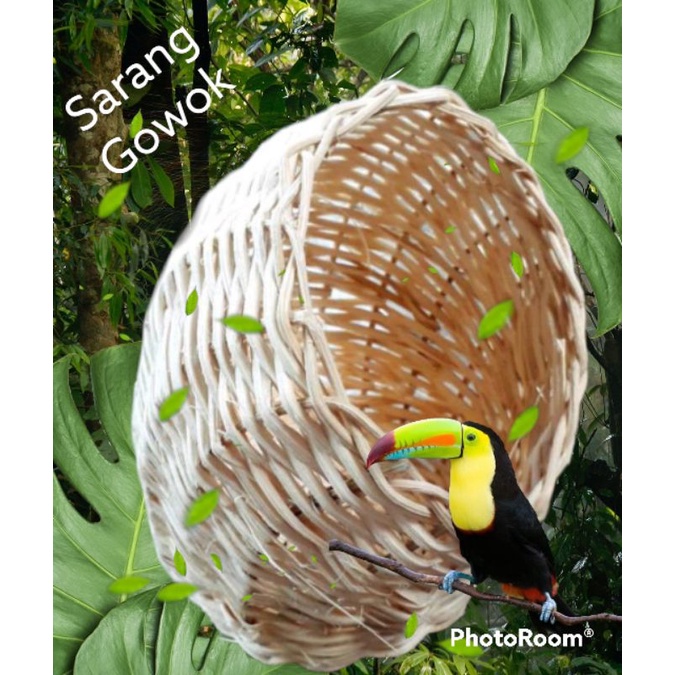 Sarang Gowok/Sarang Burung
