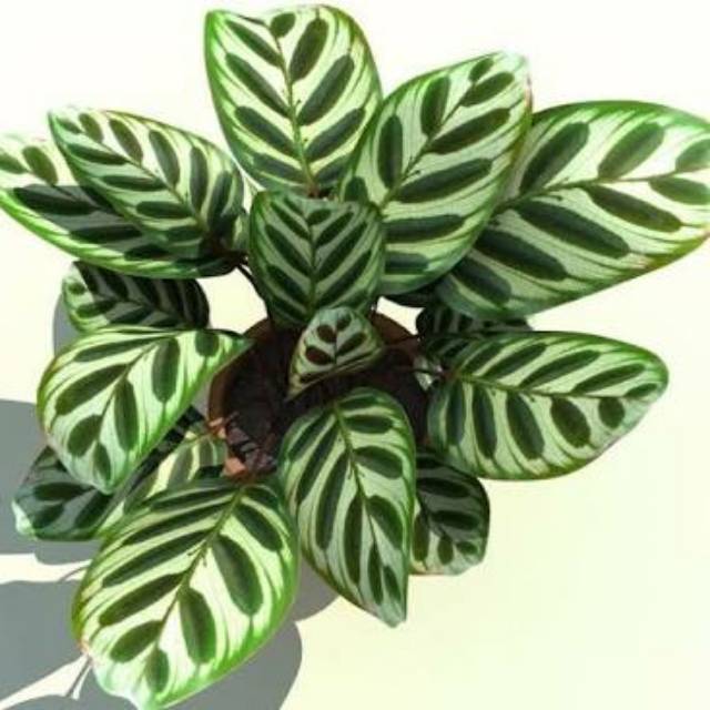 Tanaman hias calathea veitchiana Makoyana