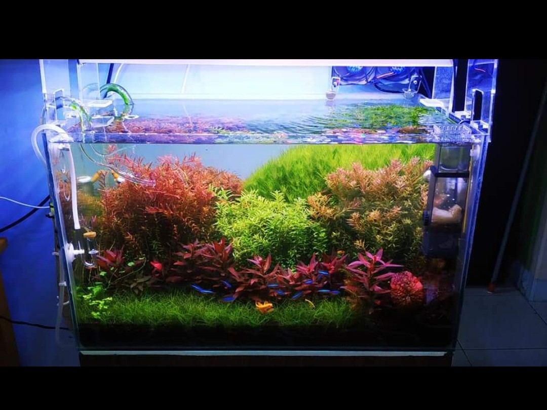 Pupuk Legendaris Gandasil D 100 Gram & 500 Gram Ori Untuk Aquascape