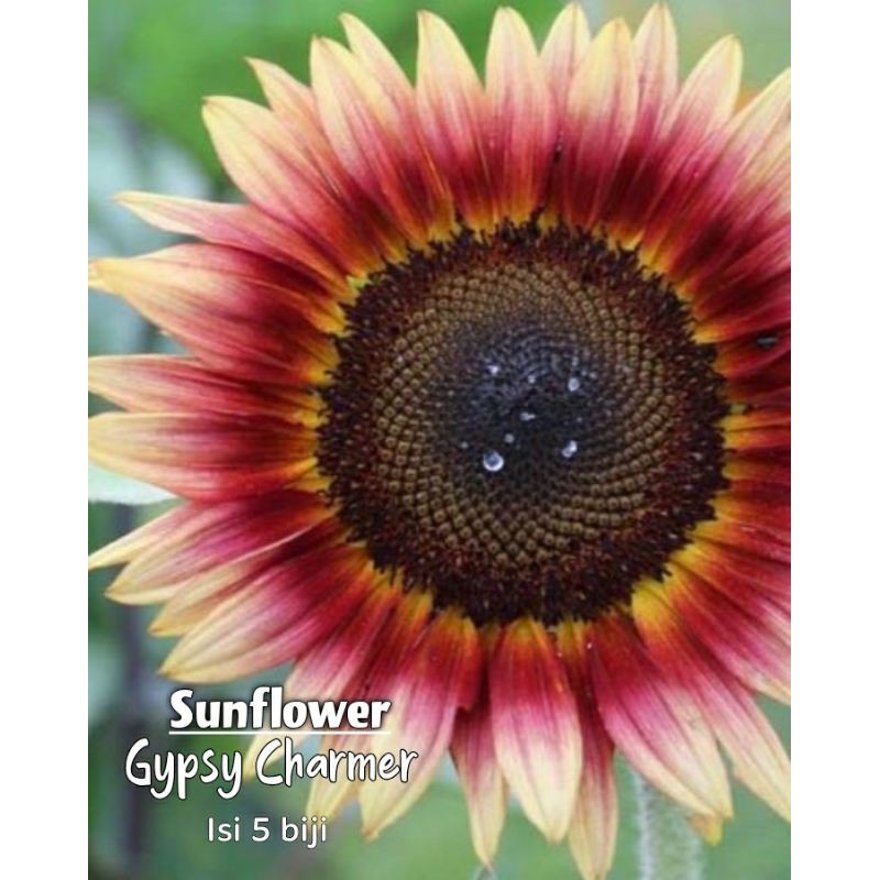 Sunflower Gypsy Charmer benih biji