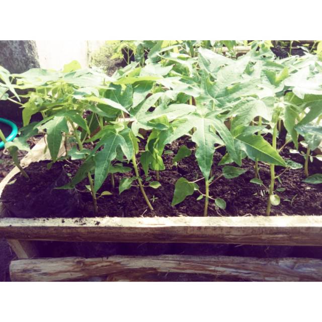 BIBIT PEPAYA TAIWAN USIA 3 MINGGU per Bag