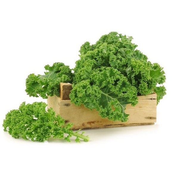

Sayur Kale Curly Hidroponik Organik Sehat Bergizi Pasar Murah Jakarta