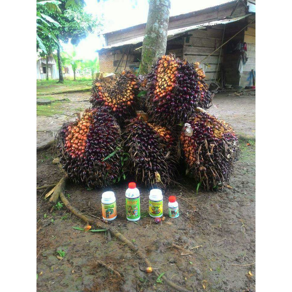 Paket Pupuk Budidaya Kelapa Sawit / Pupuk Nasa / Pupuk Sawit