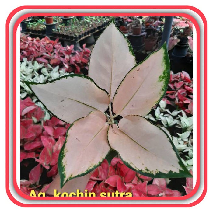 Tanaman Hias Aglaonema/Aglonema KOCHIN SUTRA