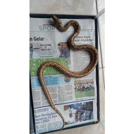 Platinum Sunfire Grade A