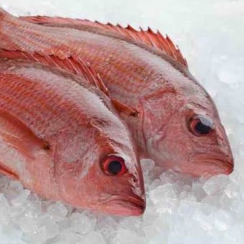 

Ikan Kakap Merah 1kg/ Ikan Kakap Putih/ Ikan Kakap Fillet Bersih Segar