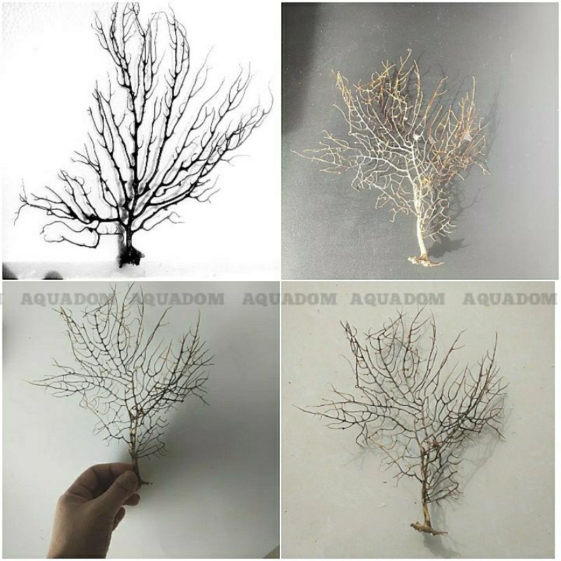 AKAR BAHAR HITAM 100% ASLI LAUT DEKORASI AQUARIUM AQUASCAPE