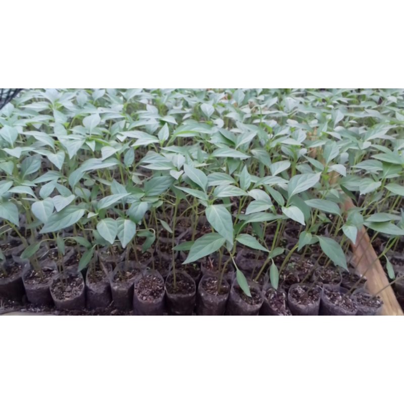 BIBIT CABAI MERAH KERITING