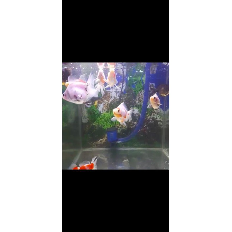 Ikan Mas Koki Ryukin