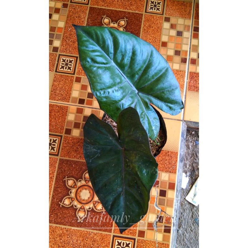 Alocasia sente hitam/Keladi sente hitam