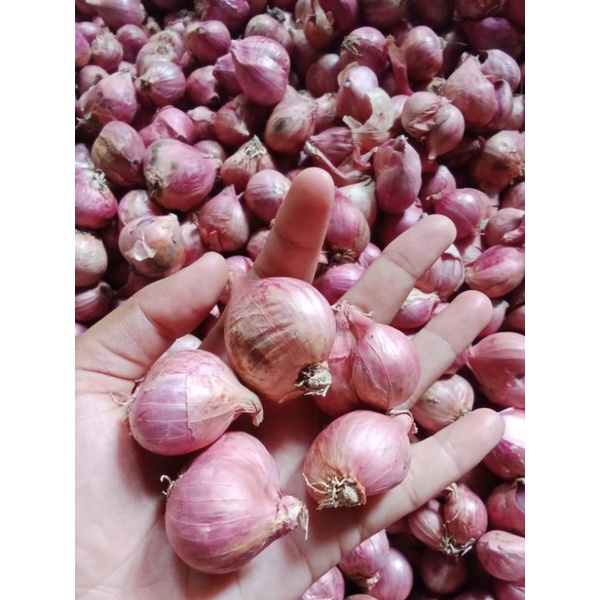 

bawang merah super