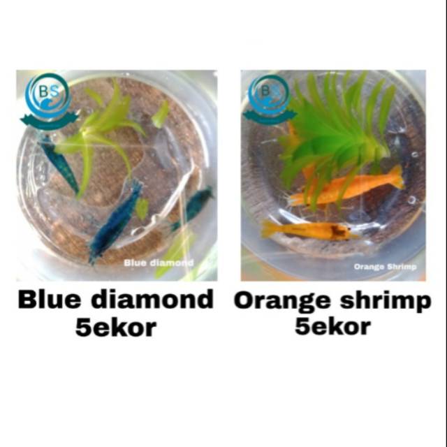 Paket hemat Blue diamond 8ekor Orange shrimp 8ekor Udang Hias Aquarium Beautiful Shrimp.
