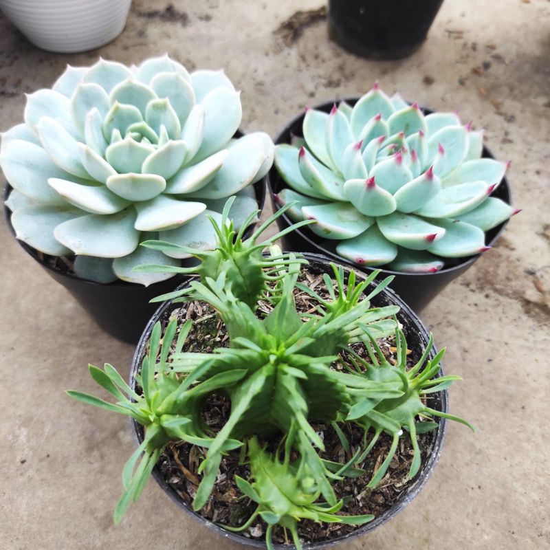 Tanaman hias kaktus dan sukulen hidup premium isi 3