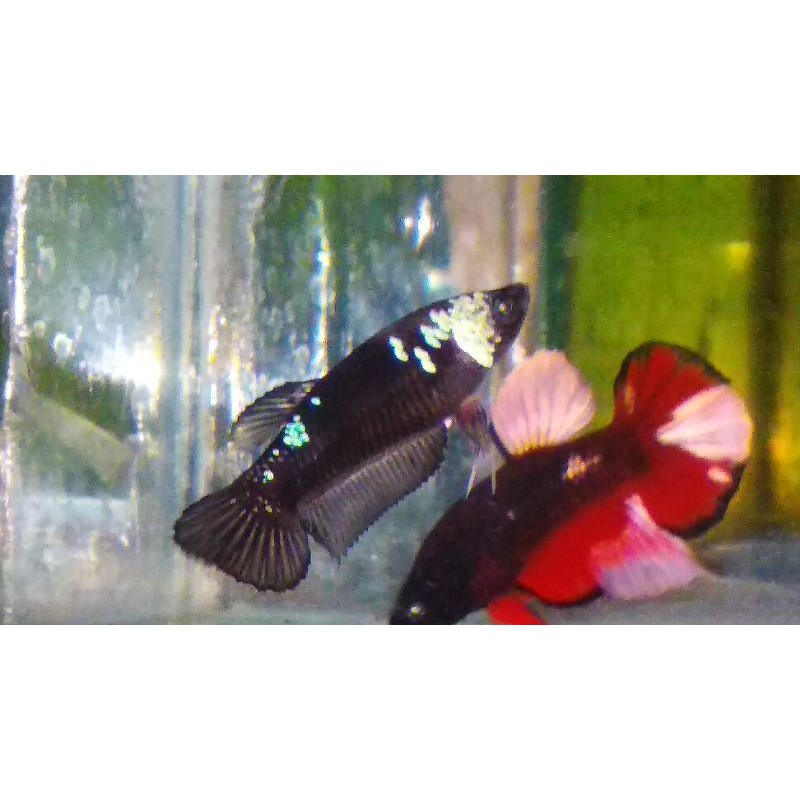 

female.avatar.masking