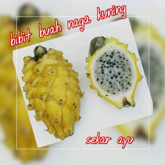 Bibit Buah Naga Kuning