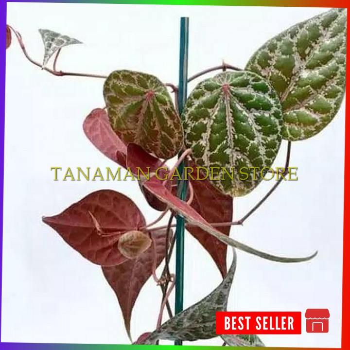 Tanaman herbal - tanaman sirih merah - apotik hidup