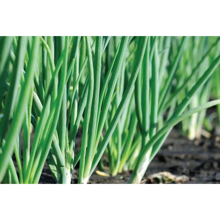 Benih Bibit Biji - Daun Bawang Fragrant (Tahan Segala Cuaca) Scallions Green Onion Seeds - Panen Dalam 120 Hari