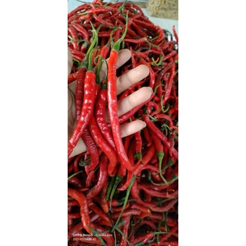 

cabe keriting