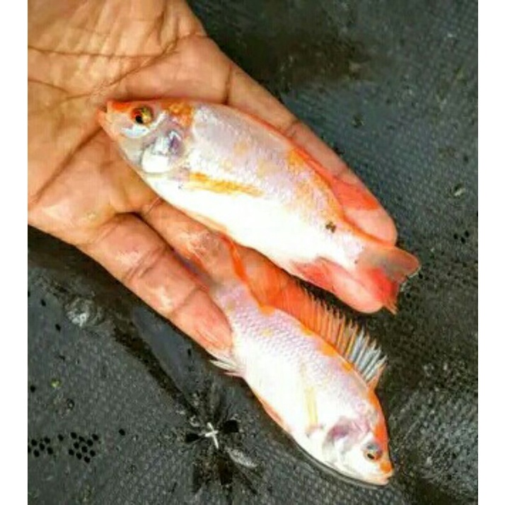 bibit ikan gurami merah/ukuran 10-13cm