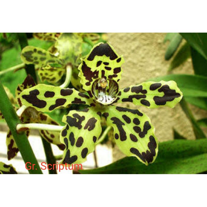 Anggrek remaja grammatophyllum scriptum