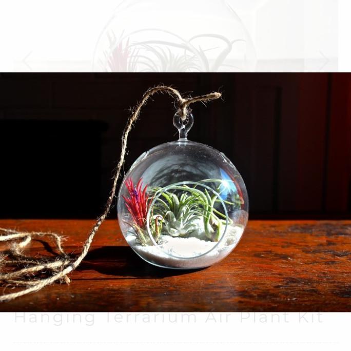 Pot Tillandsia - Vas Kaca Terrarium Gantung