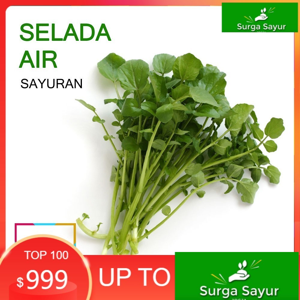 

SURGA SAYUR SELADA AIR SAYUR [1 Ikat] SEJABODETABEK BISA KIRIM INSTANT DGN GOSEND/ GRAB