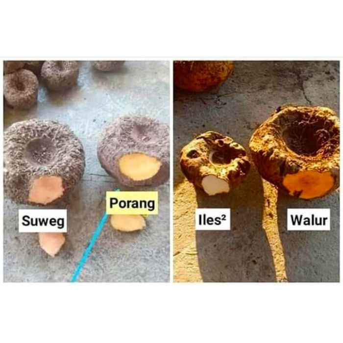 

PROMO TEPUNG PORANG / TEPUNG SUWEG /tepung ILES-ILES / konyaku / shirataki - 50 gram