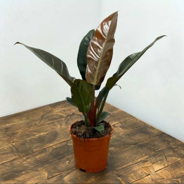 Tanaman hias pot indor - Philodendron Imperial Red - Philo Red cardinal