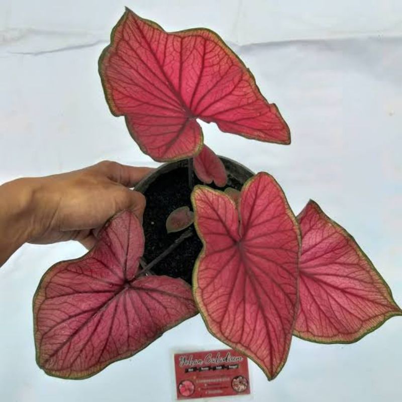 caladium red jaguar / keladi jaguar / tanaman hias caladium / caladium import / caladium thailand