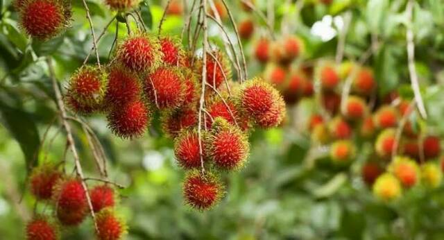 Bibit Rambutan Rapiah/Tanaman Rambutan Rapiah