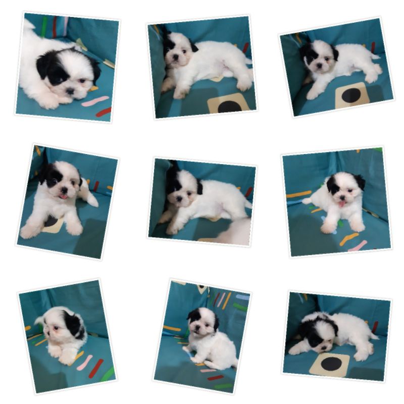 Anjing Puppies Shihtzu Betina