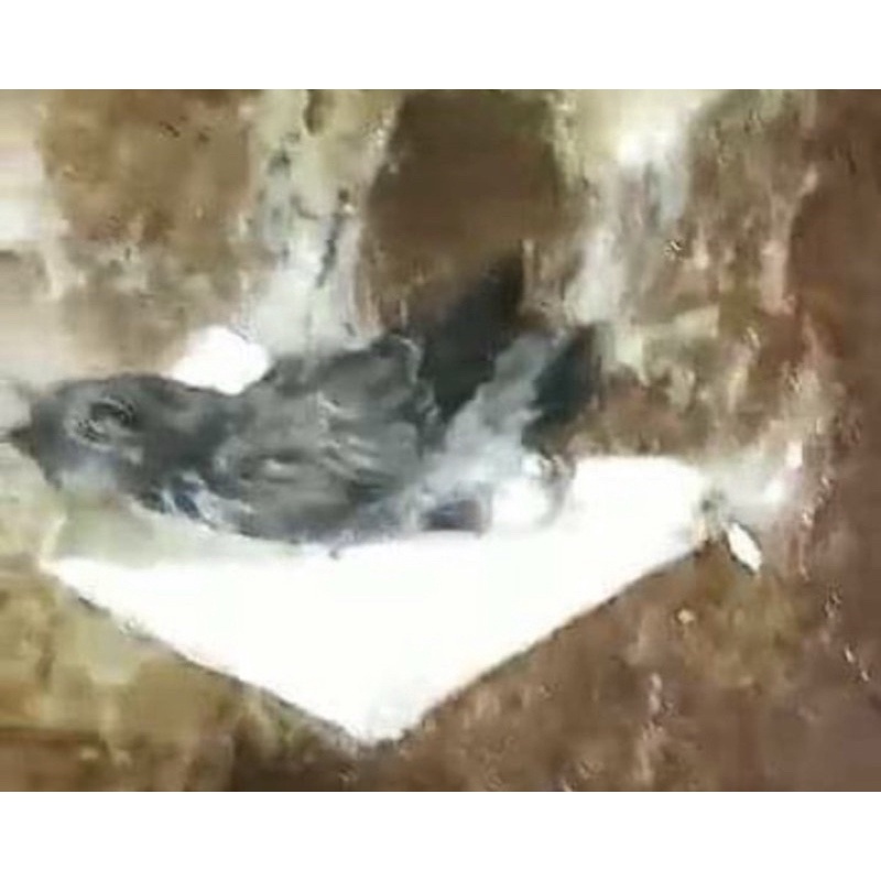 Sarang Walet Imitasi Sudut Kertas beraroma Liur Walet/ sarang imitasi /fake nest /sarang palsu / sar