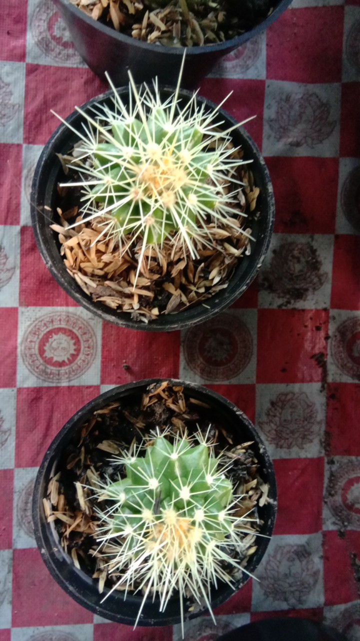 Tanaman Kaktus Hias Cactus Golden Barrel Barel