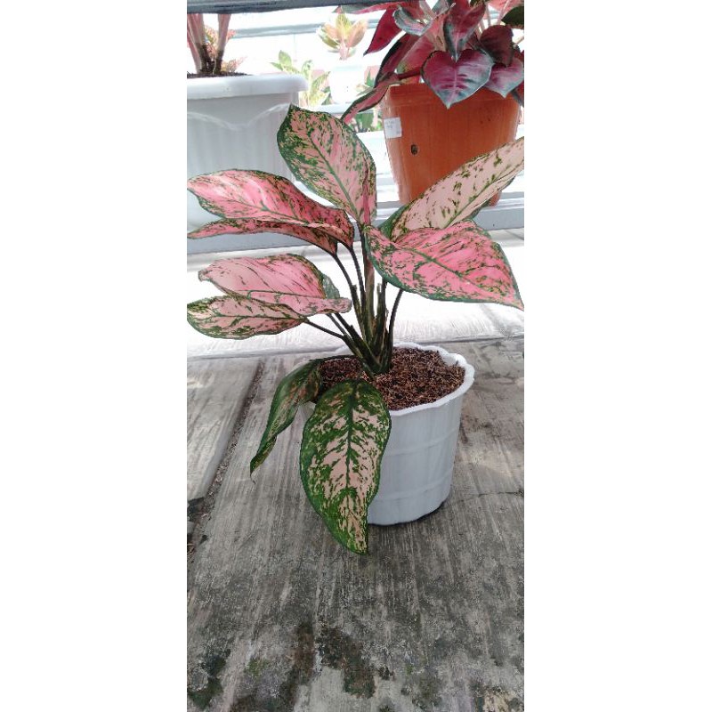 lady valentine ukuran jumbo