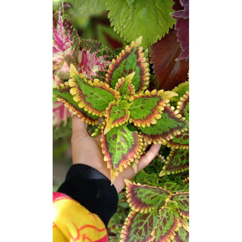 Tanaman Hias Miana - Coleus (premium)