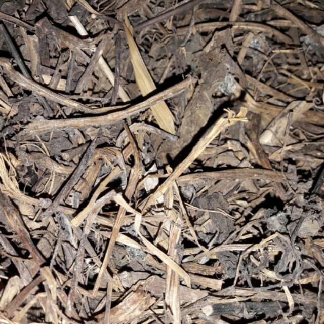 Daun binahong kering