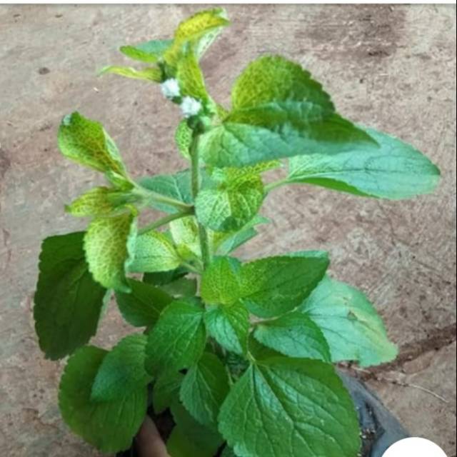 

Pohon herbal bebandotan