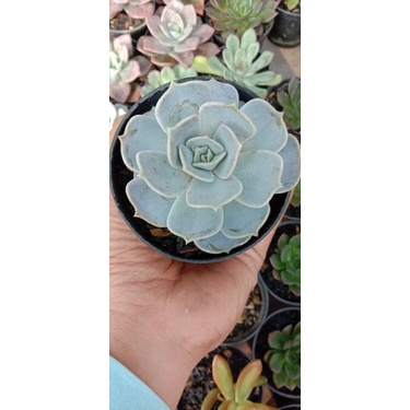 sukulen echeveria Lilacina