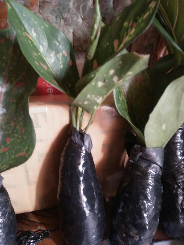 Tanaman Hias Bibit Aglonema Venus