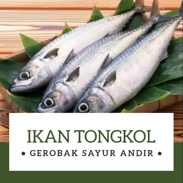 

Ikan Tongkol /Kg