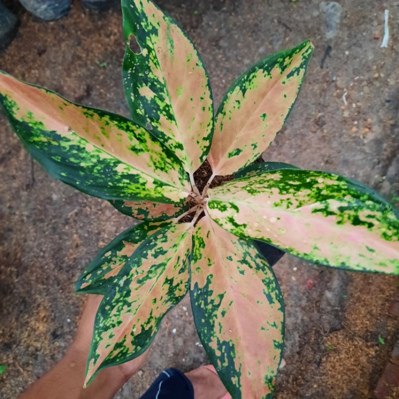 Aglonema Kocin compacta