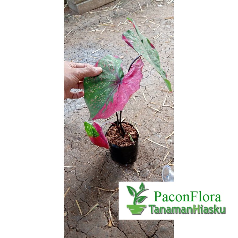 TANAMAN HIAS KELADI BARET / KELADI BARET