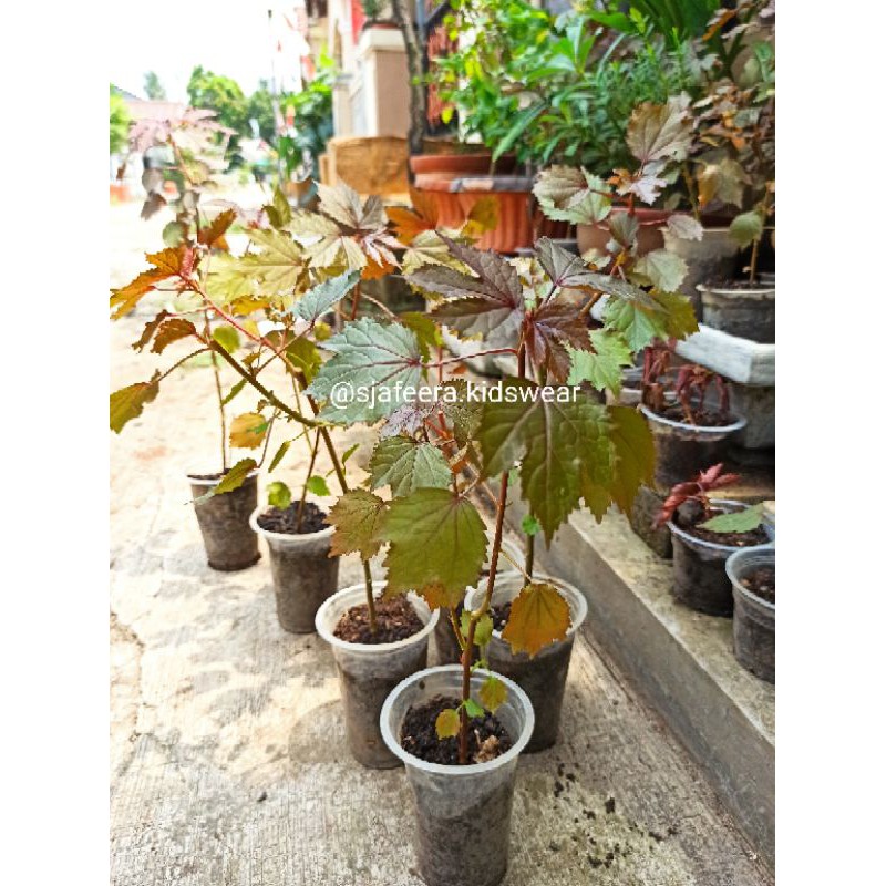 Pohon Javanesse red maple